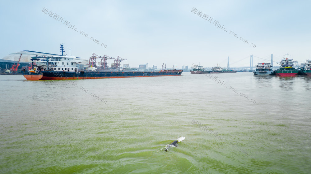 岳阳 洞庭湖 江豚 岳阳三江口 岳阳生态 