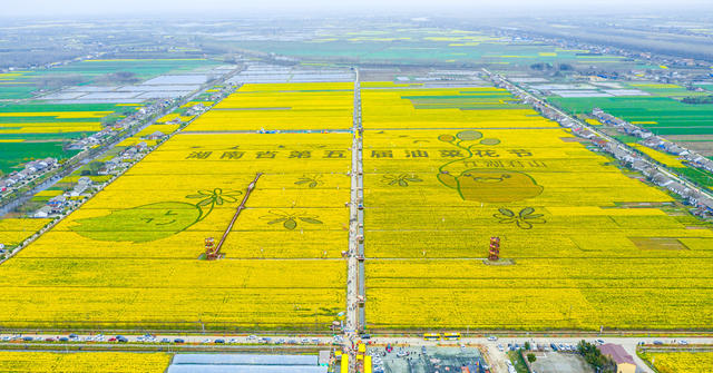 君山良心堡油菜花田 湖南油菜花 岳阳油菜花 岳阳君山油菜 