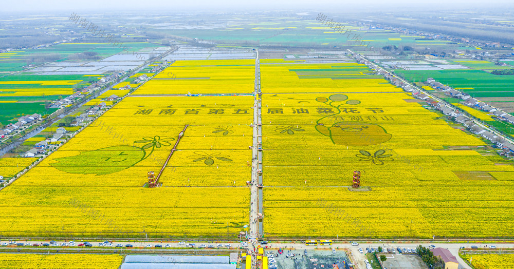 君山良心堡油菜花田 湖南油菜花 岳阳油菜花 岳阳君山油菜 