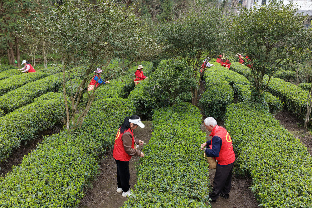 湖南桂东 志愿者 春日茶园 采茶竞技 乡村振兴 “明前茶”
