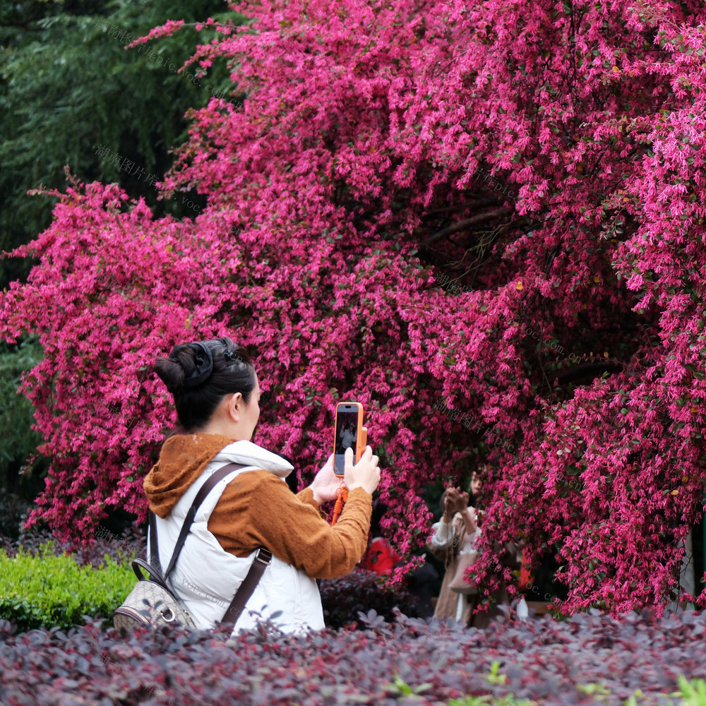 红花檵木，湖南烈士公园
