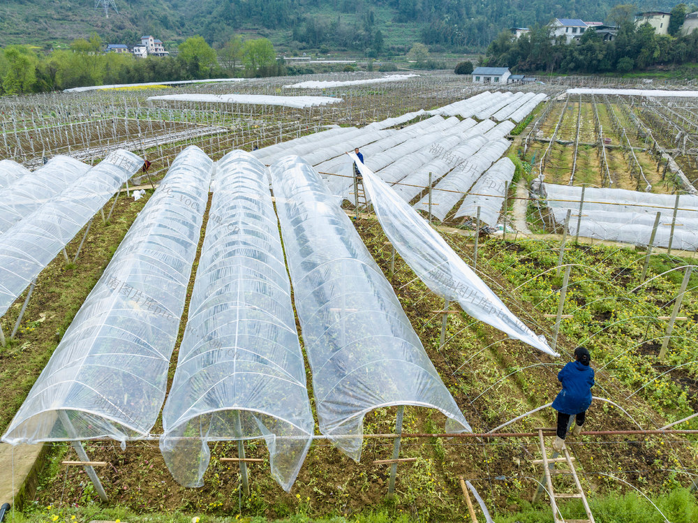 葡萄 仲春 张排村