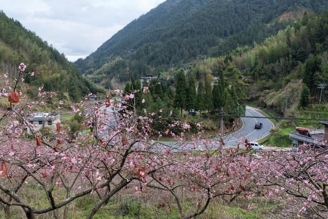 湖南桂东 产业 乡村 美 桃花