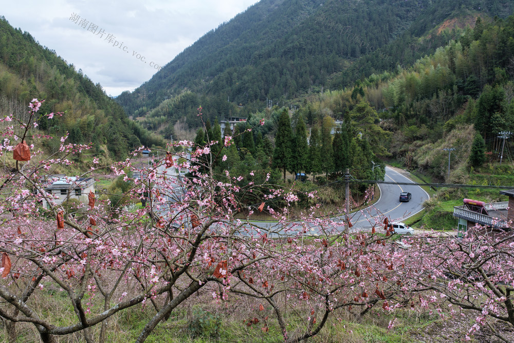 湖南桂东 产业 乡村 美 桃花