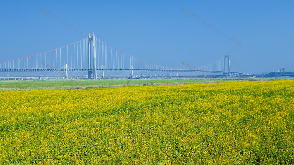 岳阳君山油菜花和杭瑞高架桥同框 岳阳 君山 岳阳杭瑞高架桥 岳阳杭瑞高速 岳阳自然风光 岳阳航拍