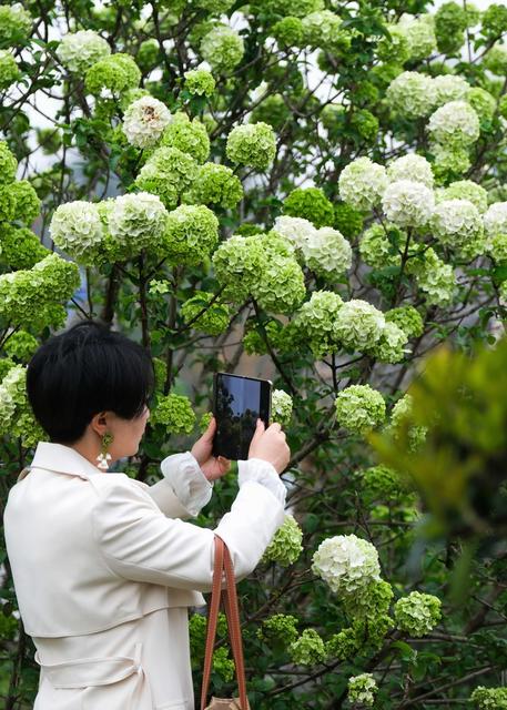 绣球花