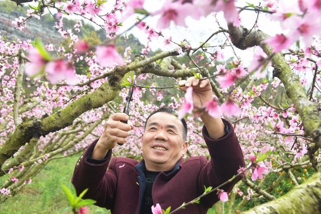  桃花枝头俏   疏花正当时 