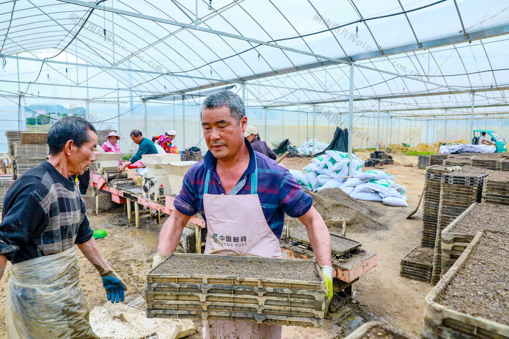 早稻  集中  育苗  促增收  春耕  农事