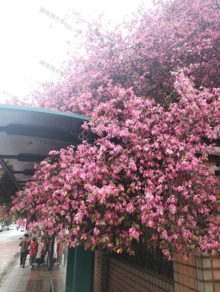 春天 春色 美景 花开