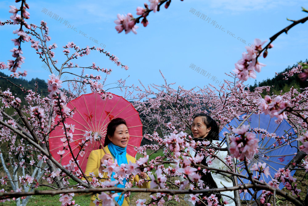 湖南炎陵 桃花节