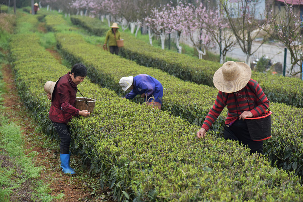 春山 春茶 茶园 采茶 明前茶 绿茶 茶叶 茶场