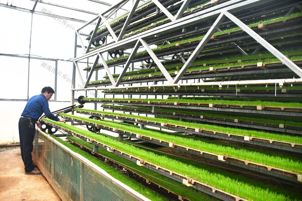  育秧“工厂化” 丰产有保障