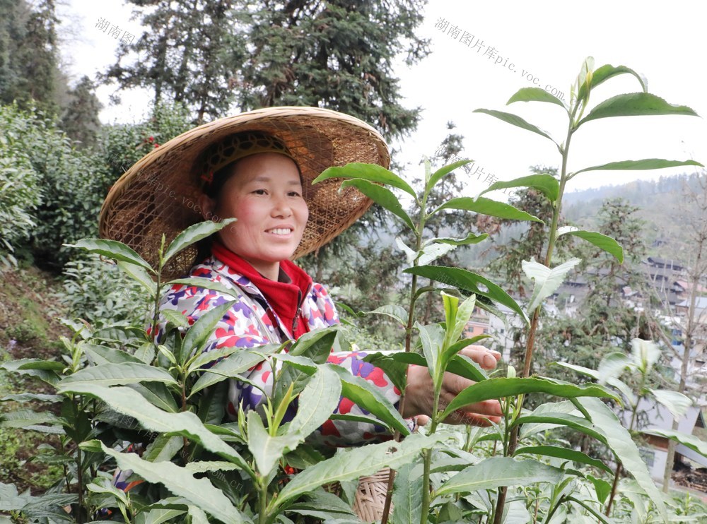  高山茶吐绿    采摘正当时
