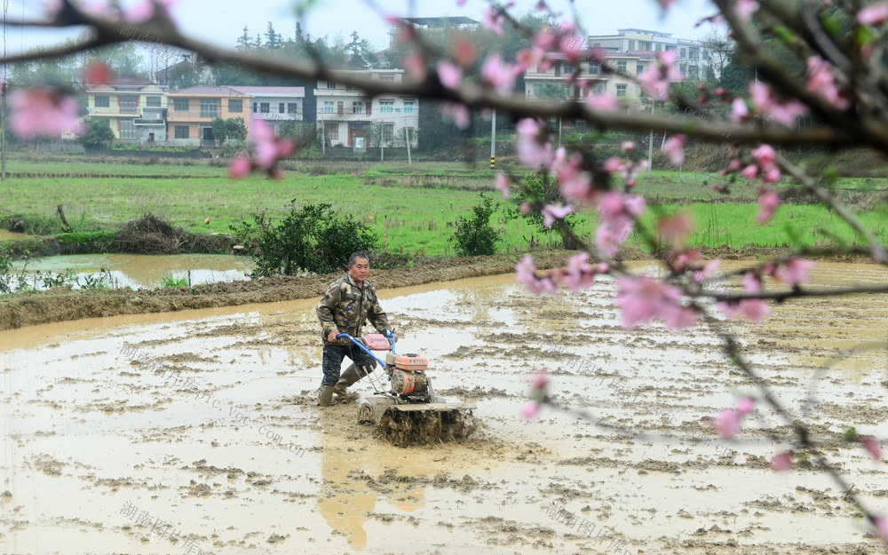 春耕 犁田 翻耕 农田 水田 种粮 田间 农事 生产 农时 忙碌 农民 农业 农机