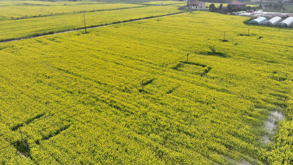 石牛江囗油菜口绽花