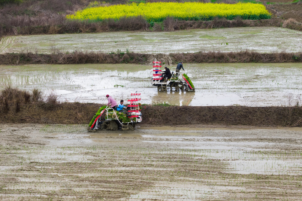 农业 春耕生产 早稻 粮食安全