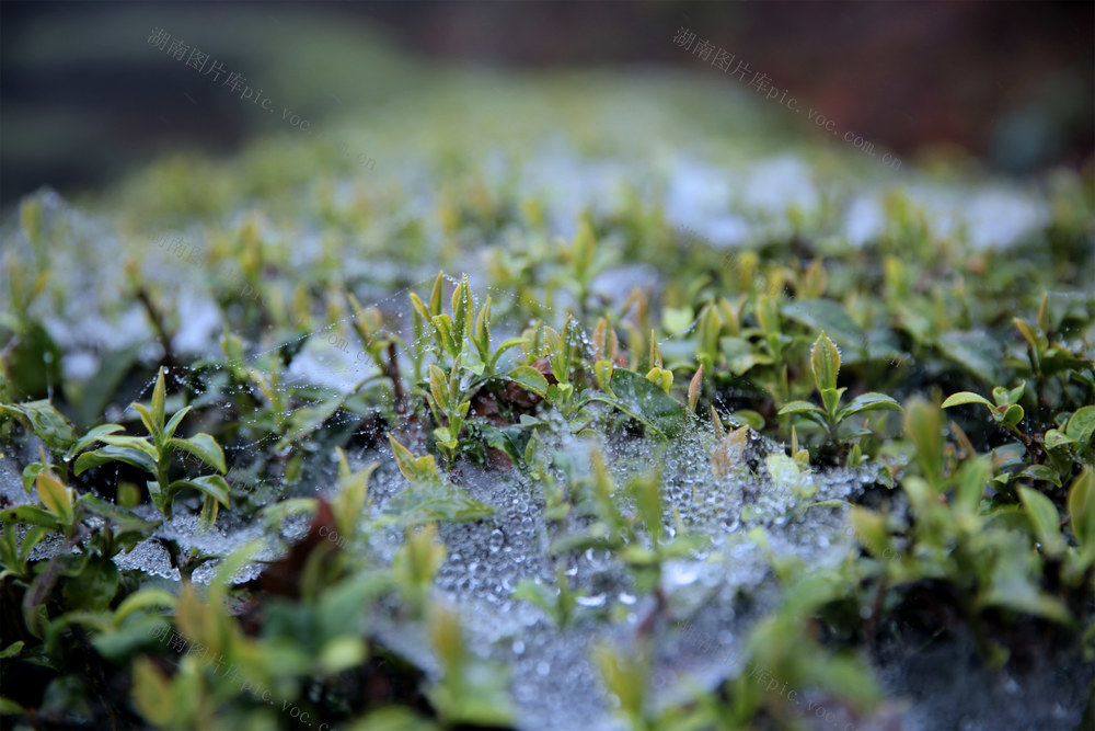 湖南桂东 茶 晨 万亩茶叶观光园 玲珑茶