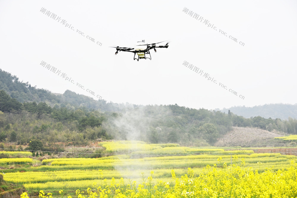 农业  农事  油菜  春管  植保无人机