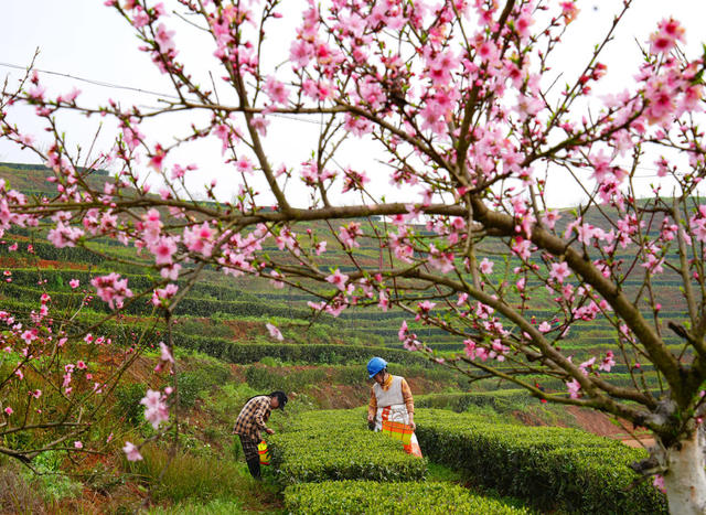 春茶 采摘