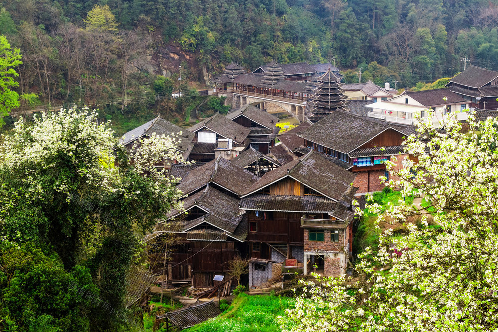 桃花 梨花 春 乡村 花