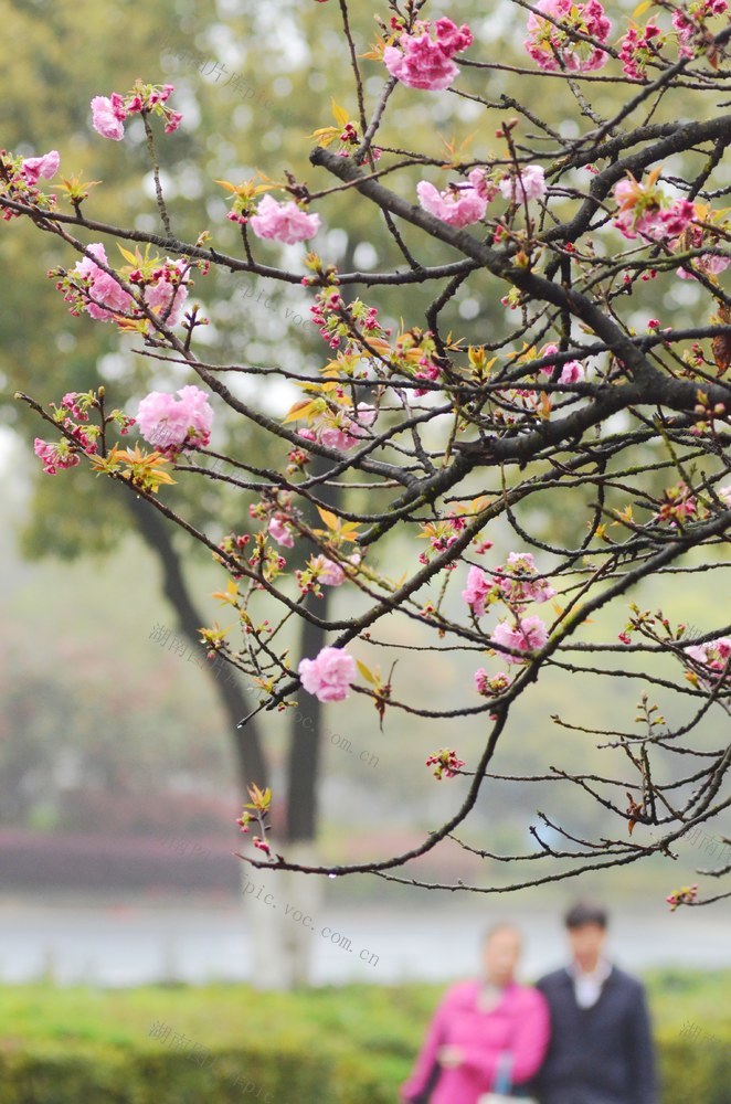 春日 樱花  美景  春天 