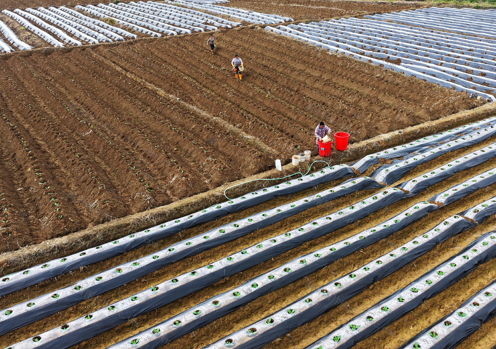 嘉禾：田间农忙