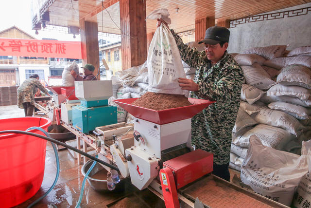 湖南，龙山，水稻，育秧