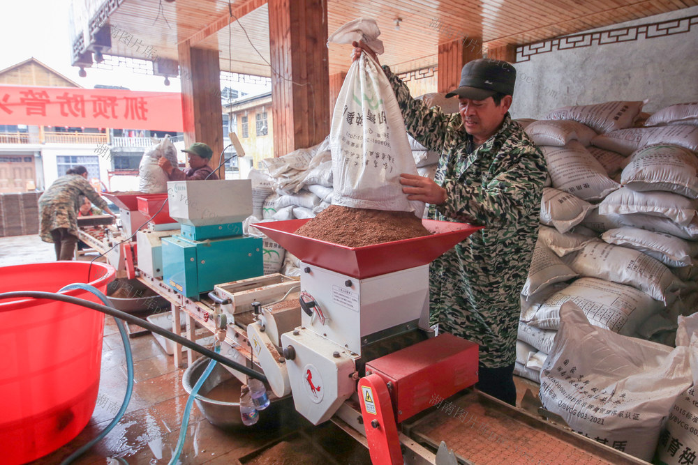 湖南，龙山，水稻，育秧
