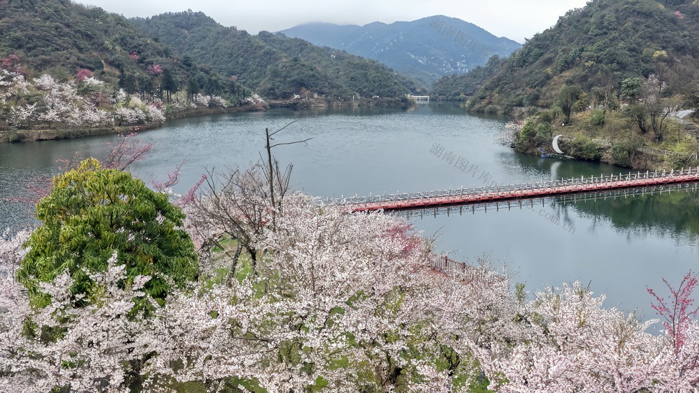 樱漫万和湖 醉美阳明山