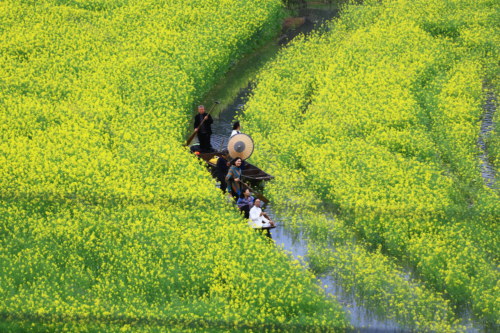 油菜花 泛舟 