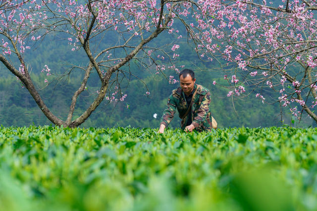茶叶  乡村  助农增收