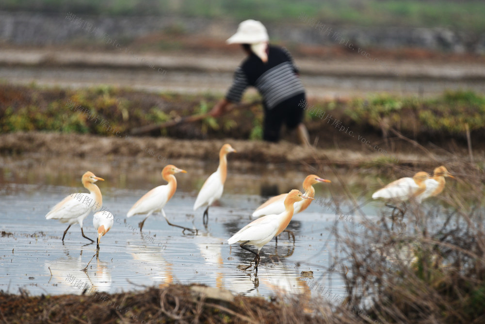 嘉禾：白鹭伴春耕