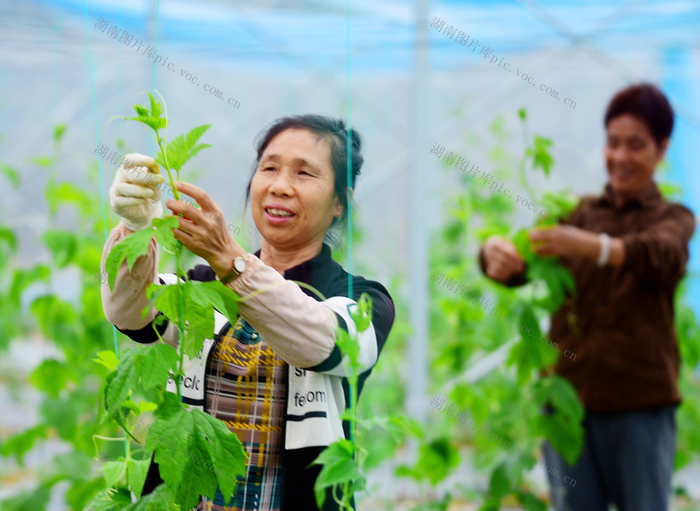 嘉禾：大棚蔬菜管护忙