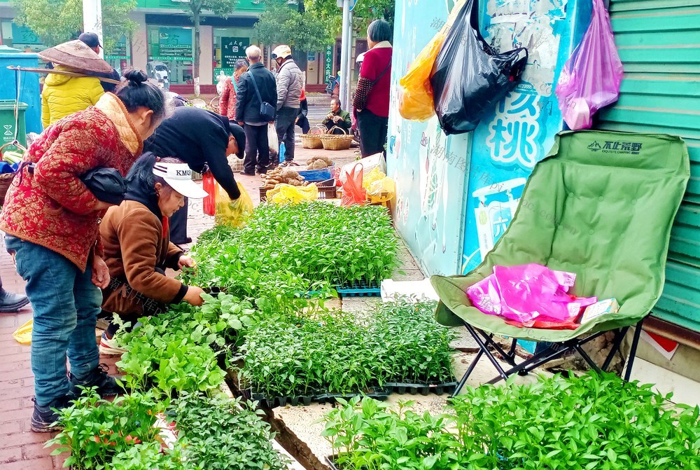 蔬菜 供应 移栽 
