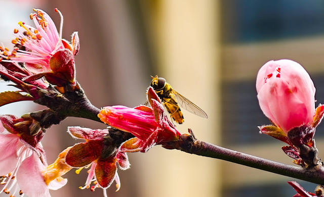春天  鲜花  露珠  蜜蜂  怀化