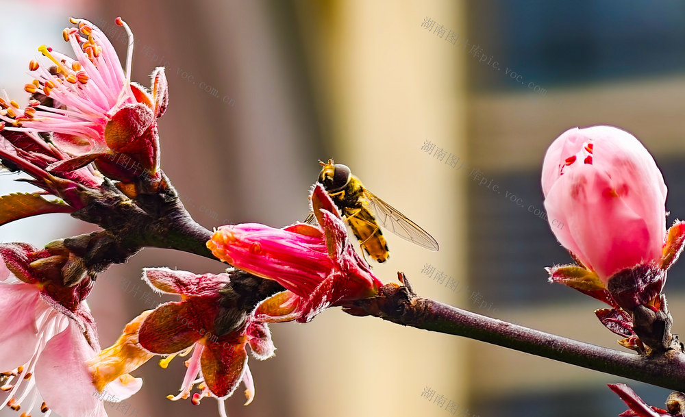 春天  鲜花  露珠  蜜蜂  怀化
