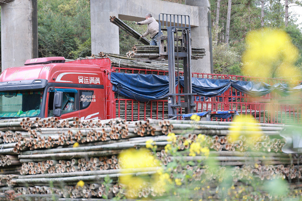 以竹代塑 竹子 竹制品 加工 毛竹