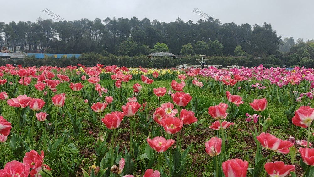 省植物园，郁金香