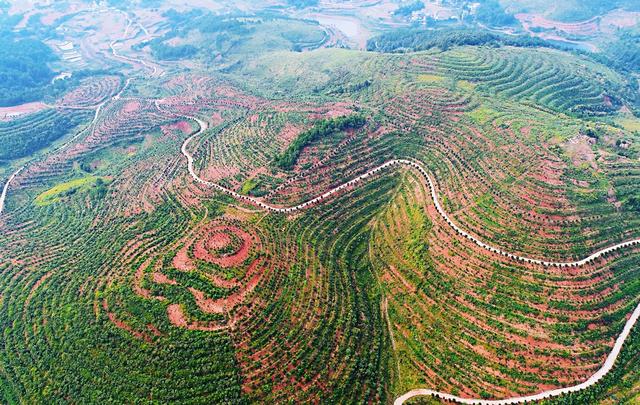 邵阳县 白仓镇 瓦屋油茶 基地