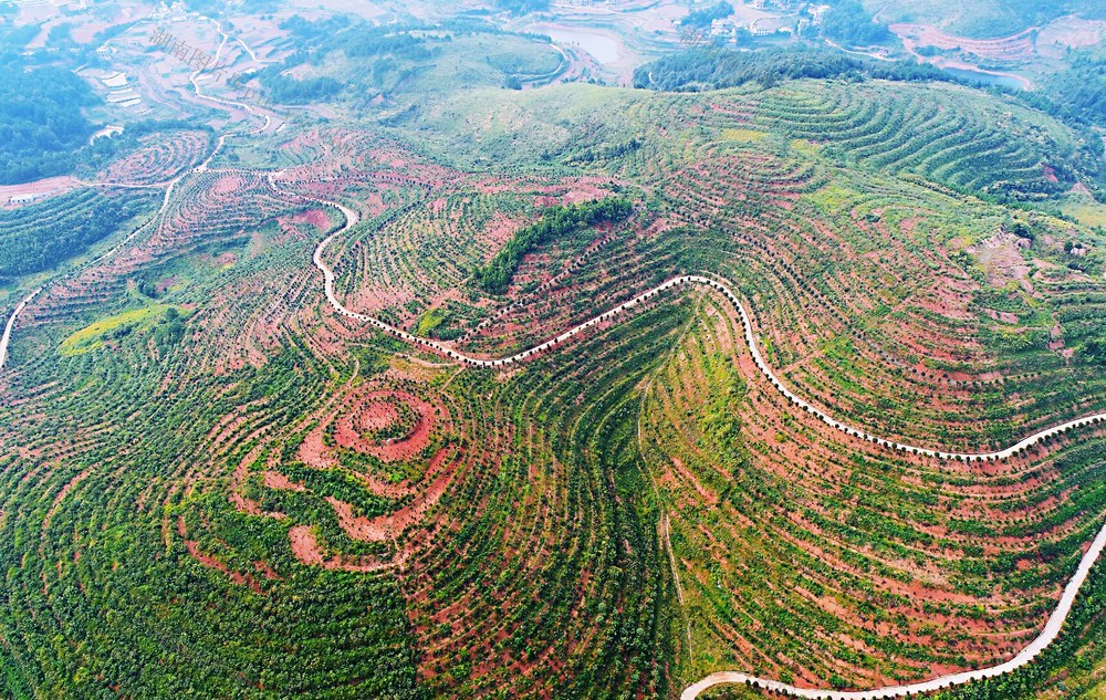 邵阳县 白仓镇 瓦屋油茶 基地