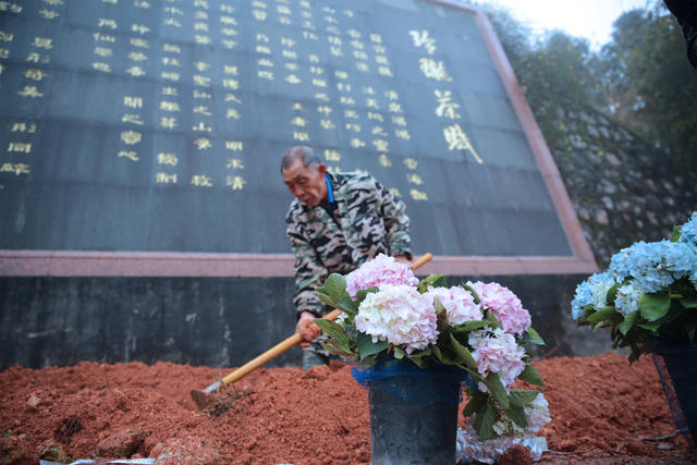 湖南桂东 花 “茶山粽海” 绣球花 “玲珑茶赋”