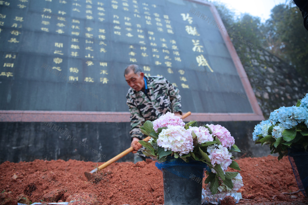 湖南桂东 花 “茶山粽海” 绣球花 “玲珑茶赋”