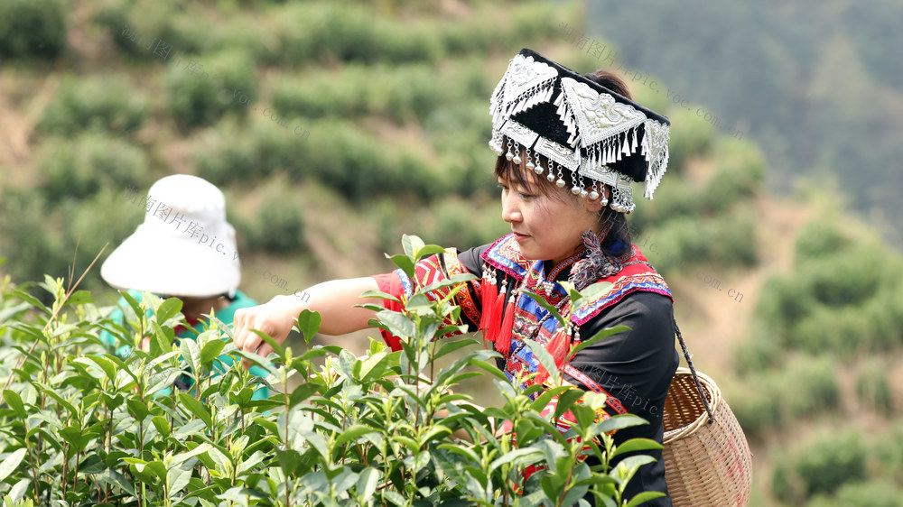 宁远 春茶 就业 乡村振兴 