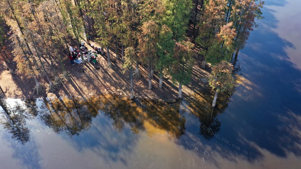 邵阳市 邵阳县 长阳铺镇  水杉林  冬日暖阳