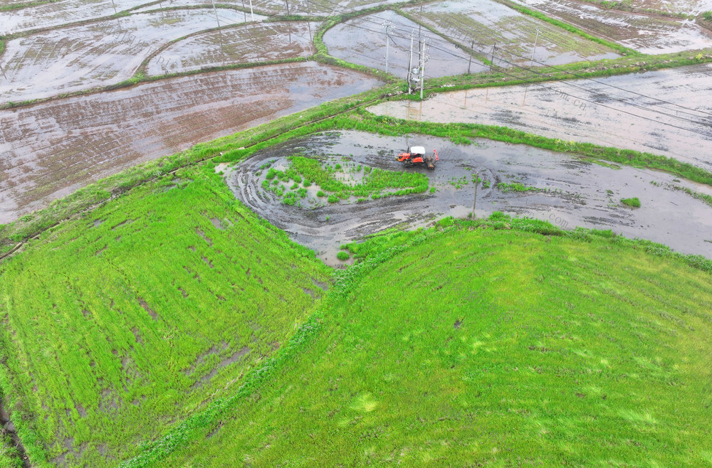 早稻 育秧 春耕