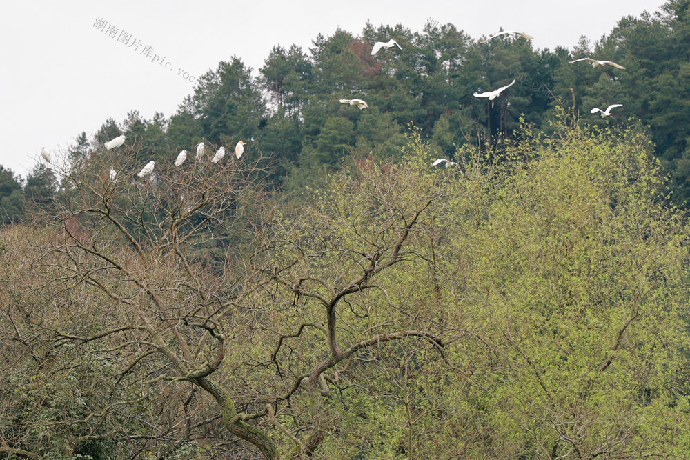 白鹭 鹭 鸟 生态 青山绿水