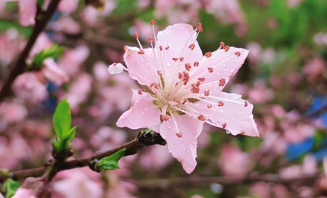 雨后桃花