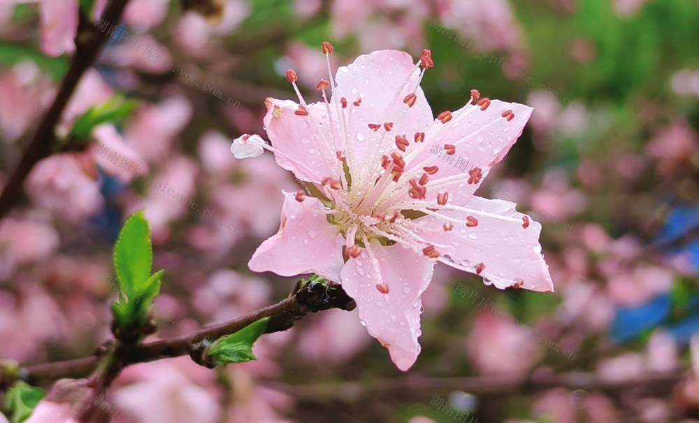 雨后桃花