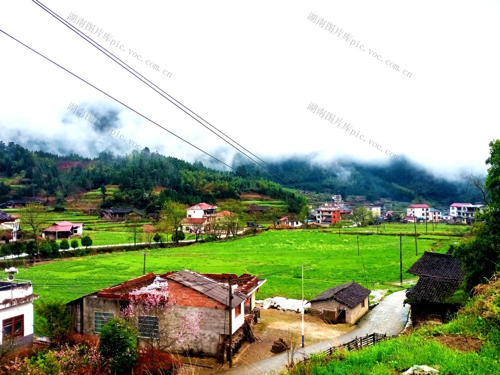 乡村  田野 花儿