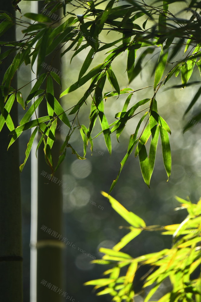 竹之韵。